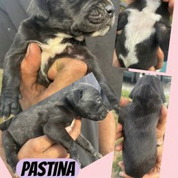 PASTINA - Black female Great Dane puppy in Bolivar, New York from Prophecy Danes