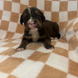 Gilbert - Sable male Bernedoodle puppy in Holden, Missouri from Mid-West Bernedoodles
