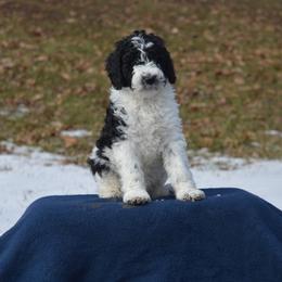 Goldendoodle Puppies from Happy Valley Doodles