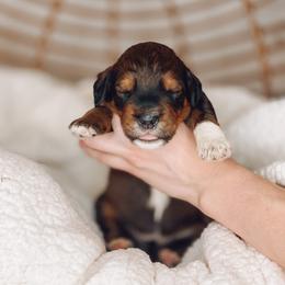 Schnoodle Puppies from Bentley's Beloved Paws