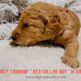 Goldendoodle Puppies from Big Top Doodles