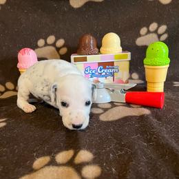 Butterscotch- Gray- LUA - White and black male Dalmatian puppy in Claremore, Oklahoma from Lotsofdots Dalmatians