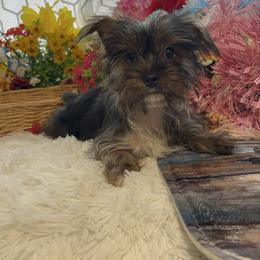 AKC Daisy - Blue and gold female Yorkshire Terrier puppy in Elgin, South Carolina from Silver Bells Paw Prints