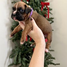 Tinsel - Fawn female Boxer puppy in Upper Sandusky, Ohio from Rock Run Homestead