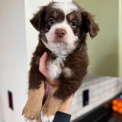 Denali - male Australian Mountain Doodle puppy in Inola, Oklahoma from Blue Stem Companions