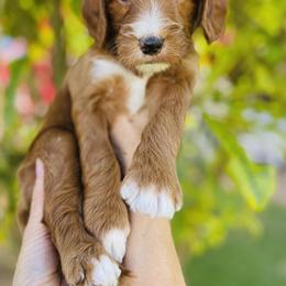 Goldendoodle Puppies from Aloha Sunset Doodles, LLC
