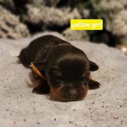 Yellow girl - Black and mahogany female Rottweiler puppy in Custer County, Oklahoma from Rough Creek Kennels