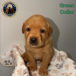 Lucky Green Collar - Yellow male Labrador Retriever puppy in Elloree, South Carolina from Moonlight Kennels LLC