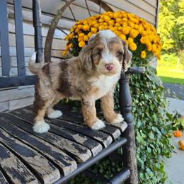 Rocky - Tri-color male Bernedoodle puppy in Holtwood, Pennsylvania from Country Ridge Puppies