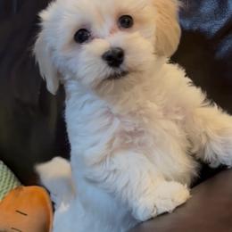 Frost - White male Havapoo puppy in Lancaster, South Carolina from 3 Bs Havanese-PUPPIES with  PURPOSE