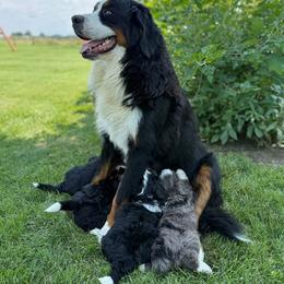Bernedoodle Puppies from Quaint Haven Bernedoodles