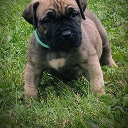 Teal - Brown female Boerboel puppy in Naples, New York from Freedom Boerboels LLC