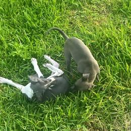 Italian Greyhound Puppies from Fisher Link