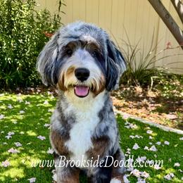 Mr. Milo - Bernedoodle