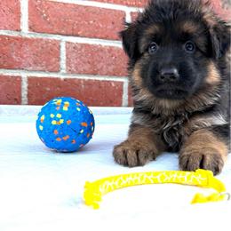 AKC Yellow Girl - Black and red female German Shepherd puppy in Bakersfield, California from Aguirre Farm