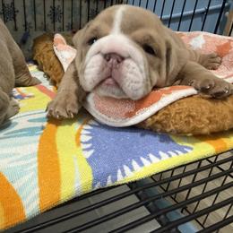Hunter - Lilac tri-color male Bulldog puppy in Cumming, Georgia from Happy Place Kennels