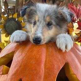 Diarmuid - Blue merle male Collie puppy in Hinckley, Minnesota from Rusty Spur Collies