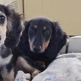 Dachshunds from Sally Styring