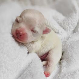 Blaze - White male Chihuahua puppy in Wayland, Michigan from MI Chihuahua