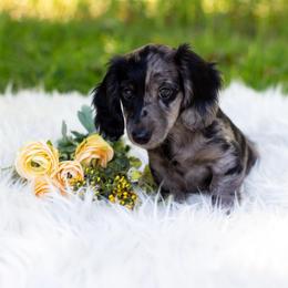 Hermione - Dapple female Dachshund puppy in Floral City, Florida from Daisy's Doxies