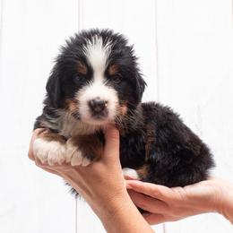Blue Collar - 5000 - Black tan and white male Bernese Mountain Dog puppy in Collinsville, Texas from Berner Dynasty