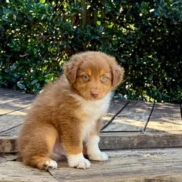 Bowen Kauffman - Red tri-color male Australian Shepherd puppy in Statesville, North Carolina from Charming Australian Shepherds