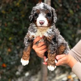 River - Merle male Bernedoodle puppy in Huntington Beach, California from The Canine Society