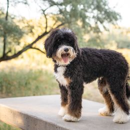 Aussiedoodle, Bernedoodle, and Goldendoodle Puppies from JW Doodles