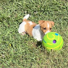 Russell Terrier Puppies from Norvell Kennels