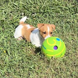 Russell Terrier Puppies from Norvell Kennels