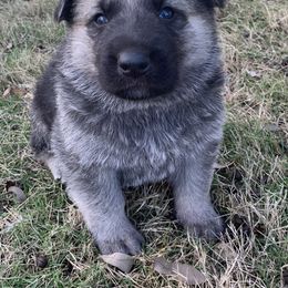 German Shepherd and White Shepherd Puppies from Scenic Creek German Shepherds