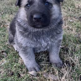 German Shepherd and White Shepherd Puppies from Scenic Creek German Shepherds