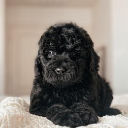 Laguna - Black female Bernedoodle puppy in Maricopa, Arizona from Desert Ridge Doodles