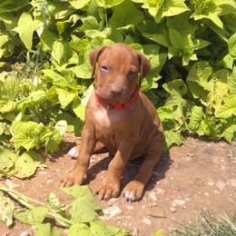 Bear - Rd whtn brn nose male Rhodesian Ridgeback puppy in Carney, Oklahoma from River Run Parson Russell terriers & River Run Ridgebacks