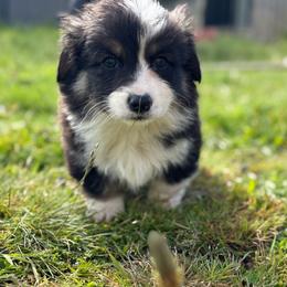 Jelly bean- Full fluff - Black and tan male Pembroke Welsh Corgi puppy in Aberdeen, Washington from Coastal country Farms