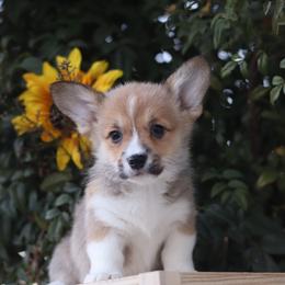 Yellow collar - Red female Pembroke Welsh Corgi puppy in Caliente, California from Rafter Cross 7