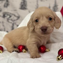 Winnie The Pooh - Cream male Dachshund puppy in Dothan, Alabama from Little House Pups
