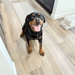 Pretty Lady IX - Black and mahogany female Rottweiler puppy in Denver, Colorado from Denver Rottweilers