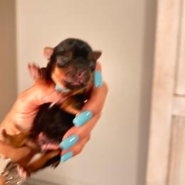 Snoopy - Blue and gold male Yorkshire Terrier puppy in Hot Springs, Arkansas from Weslynn Kennels