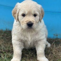 Golden Retriever Puppies from Purebred Golden Paws