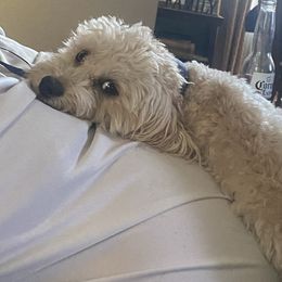 Cavapoo All Grown Up from Molly’s Babies