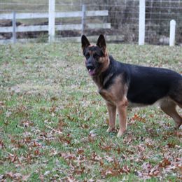 German Shepherds from Riehlhaus German Shepherds