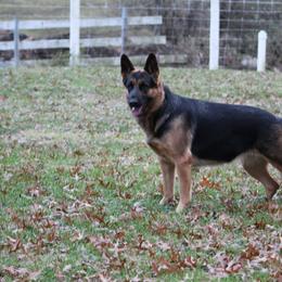 German Shepherds from Riehlhaus German Shepherds