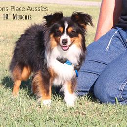 Munchie - Toy Australian Shepherd
