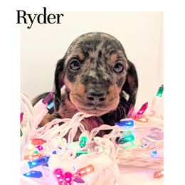 Ryder - Fawn (Isabella) male Dachshund puppy in Ravenna, Ohio from Valhallah Farms