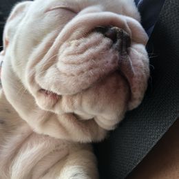 Bulldog Puppies from Bulldogzilla Breeders