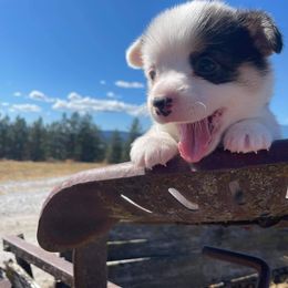 Pembroke Welsh Corgi Puppies from Top-Notch Paws