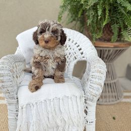 Terence - brown collar - Red merle male Assorted Doodle Crosses puppy in Springville, Utah from JW Doodles