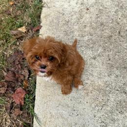 Cavapoo, Cockapoo, Cocker Spaniel, Goldendoodle, and Golden Retriever Puppies from Hunting Creek Farm & Kennel
