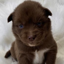 Boy 6 - Brown and white Siberian Husky puppy in Jonesborough, Tennessee from Dry Creek Siberians